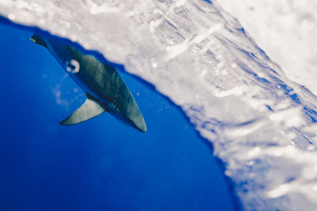 Shark ChillPill 个人风扇及冷却系统产品图