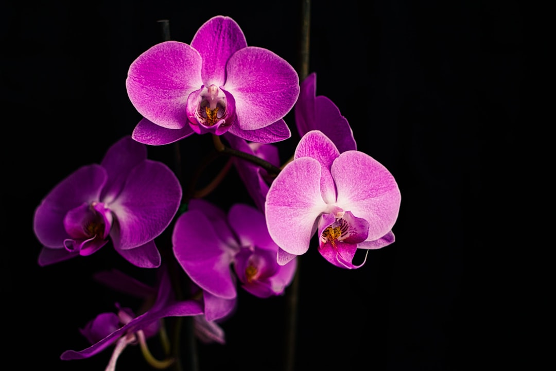 Telepathic Instruments Orchid 复古合成器实物图