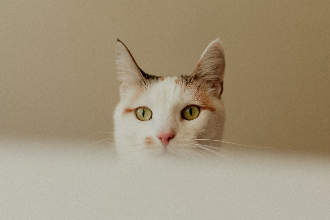 Whisker Litter Robot 5 Pro 评测：AI驱动的智能猫砂盆