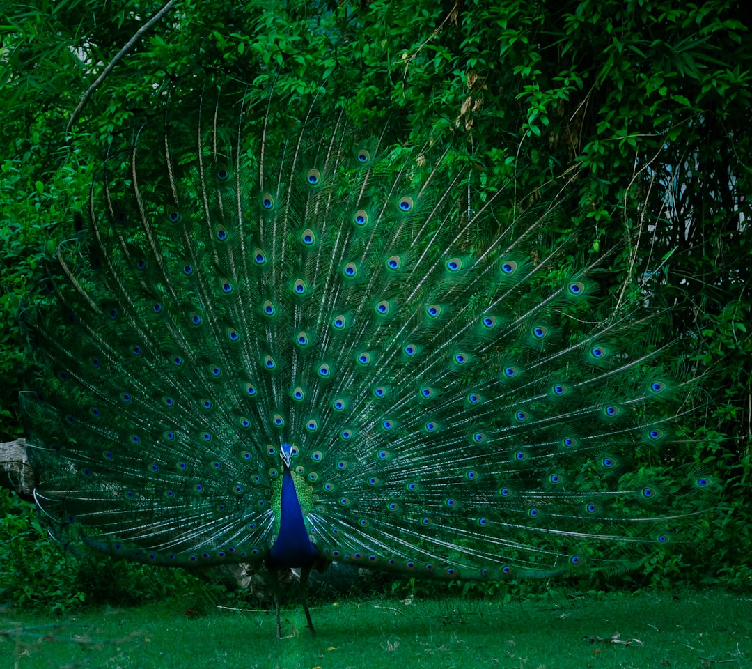 Peacock 流媒体服务订阅价格调整海报