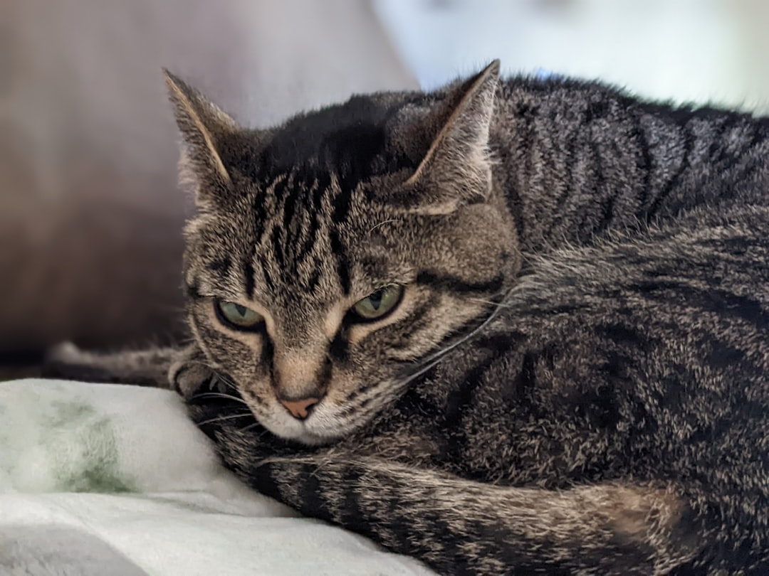 Google Nest Camera with pet memory feature failing to recognize a cat