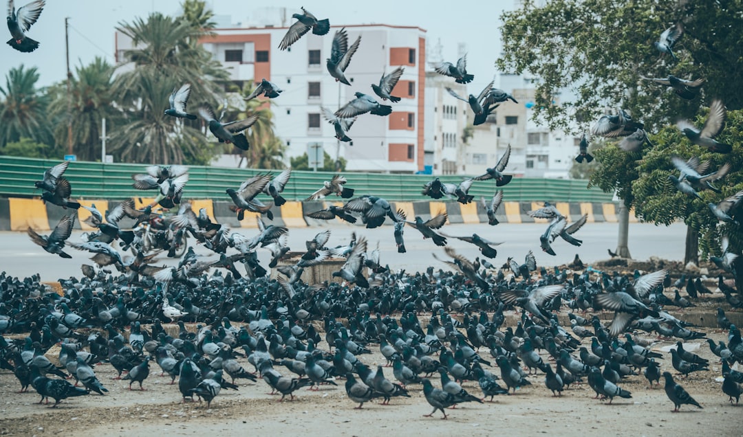 Flock Safety 监控摄像头系统与代码分析的示意图