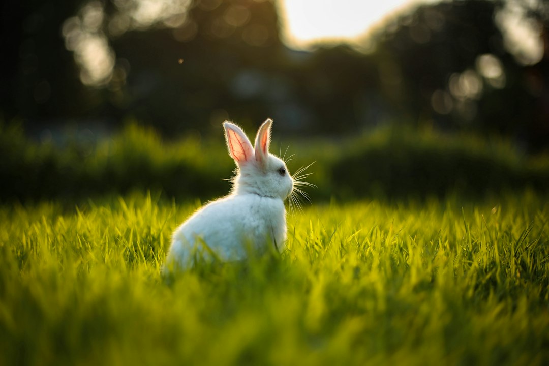 Rabbit 推出的跨平台 AI 智能体应用 OS3 界面示意图