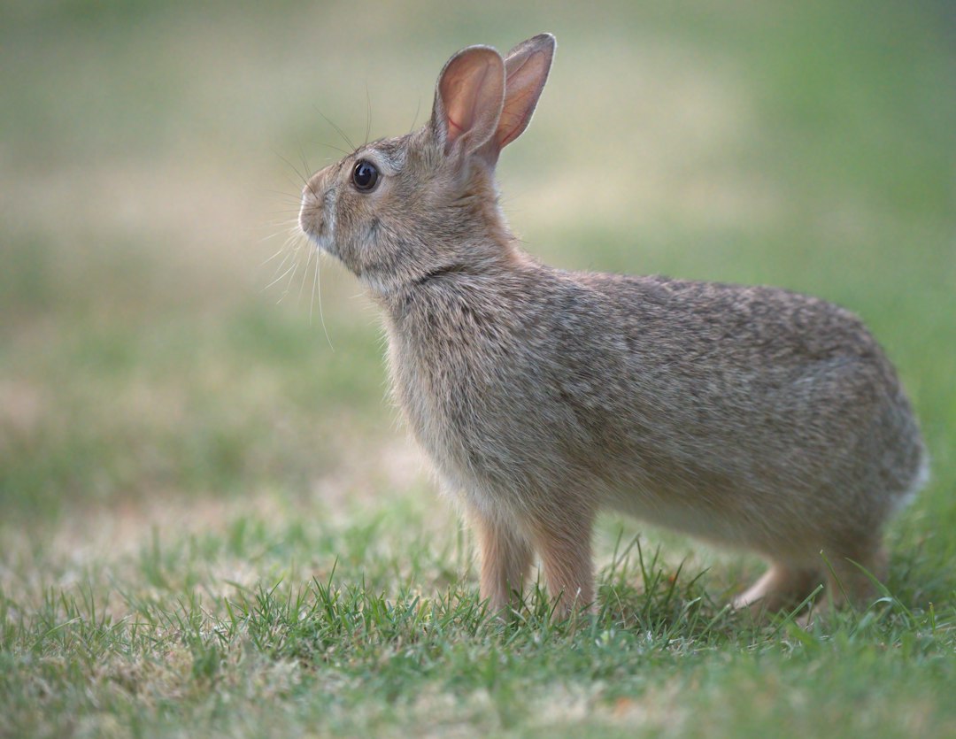 Rabbit OS3 AI Agent Interface on Computer Screen